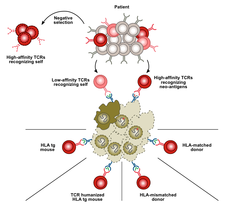 OUH Targeting of selfantigens